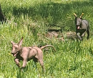 Available Now Peruvian Pups