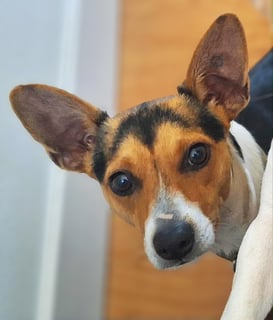For Adoption Spice