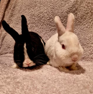 For Adoption Day and Gracie -  Netherland Dwarf mix Bunnies