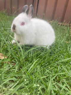 Available Now Purebred Netherland Dwarf Kits Available Now Purebred Netherland Dwarf Kits