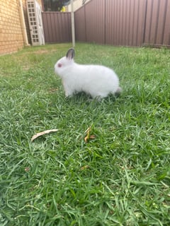 Available Now Purebred Netherland Dwarf Kits Available Now Purebred Netherland Dwarf Kits