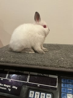 Available Now Purebred Netherland Dwarf Kits