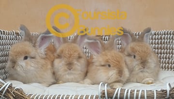 Available Now Purebred English Angora baby rabbits bunnies  Available Now Purebred English Angora baby rabbits bunnies