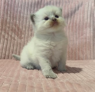 Available Soon Pedigree Ragdoll Kittens  Available Soon Pedigree Ragdoll Kittens