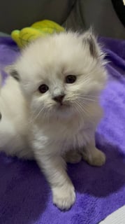 Available Now Pedigree Ragdoll Kittens Available Now Pedigree Ragdoll Kittens