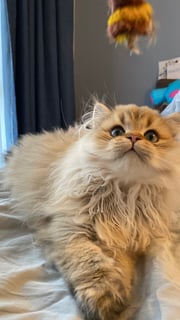 Available Now Golden British Longhair Kitten FOR YOU Available Now Golden British Longhair Kitten FOR YOU