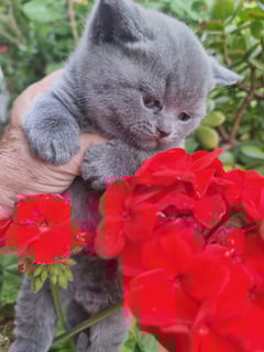 Male Available Now British Shorthair kittens - 4 weeks old today