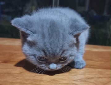 Male kitten , Mothers name Layla Available Now British Shorthair kittens - 4 weeks old today