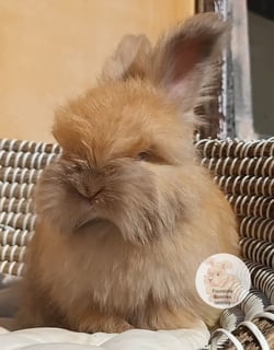 Chocolate Tort  Available Now Purebred English Angora baby rabbits bunnies