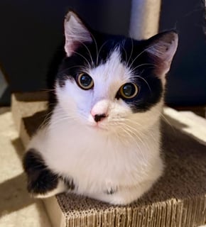 For Adoption Panda Scott - Cheeky Little Guy For Adoption Panda Scott - Cheeky Little Guy