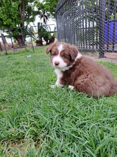 Available Now Border Collie puppy available  Available Now Border Collie puppy available