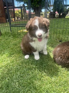 Available Now Border Collie puppy available 
