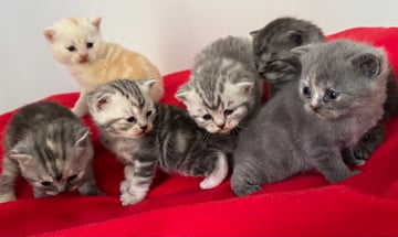 Available Soon British Shorthair kittens Available Soon British Shorthair kittens