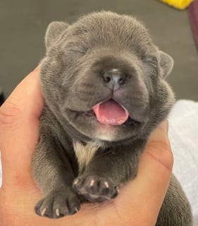 1of 6 pups available  Available Now PUREBRED ANKC PEDIGREE PAPERED BLUE ENGLISH STAFFORDSHIRE PUPS