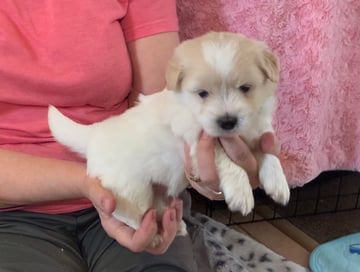 Available Soon Coton de Tulear Puppies