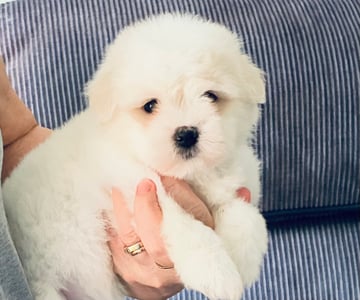 Available Soon Coton de Tulear Puppies