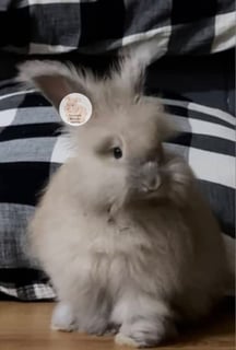 Available Now Purebred English Angora baby rabbits bunnies 