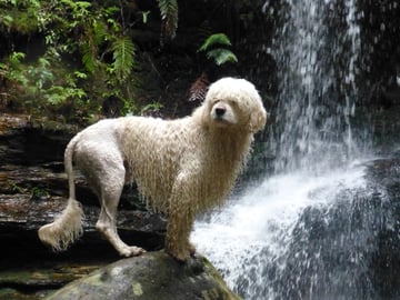 Available Soon PUPPIES!!!!