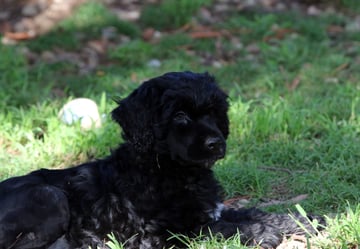 Available Now PUPPIES!!!!