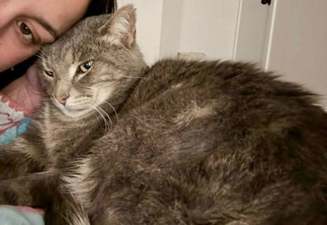 For Adoption Benny - Best friend