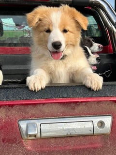 Available Now Red & White Border Collie pups