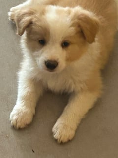 Available Now Adorable Red/white pups (1 male avail)