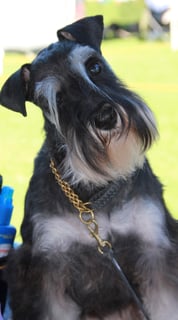 Lola the Showgirl Available Soon Miniature Schnauzer