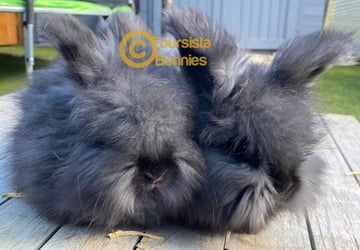 Available Soon EOI Purebred English Angora baby rabbits bunnies 