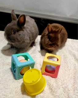 For Adoption Thor and Loki: The Adorable Gods of Mischief and Thunder!