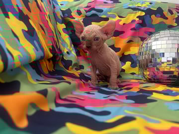 For Adoption Rare Elf Cats