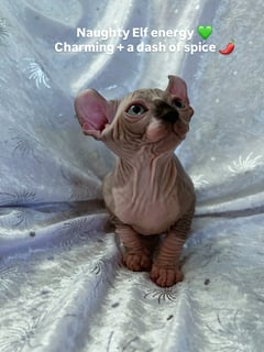 For Adoption Rare Elf Cats For Adoption Rare Elf Cats