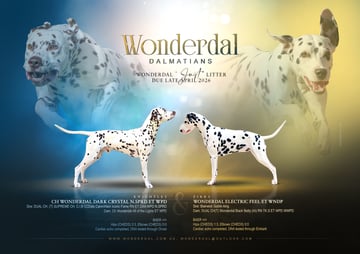 Available Soon Wonderdal Dalmatians 