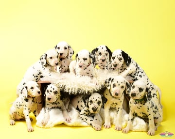 Available Soon Wonderdal Dalmatians 