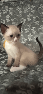 Available Soon Beautiful Snowshoe kittens