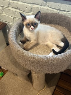 Available Soon Beautiful Snowshoe kittens