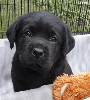 Available Soon Pedigreed Labrador Puppies