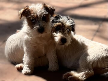 Available Soon Jack Russell Terriers