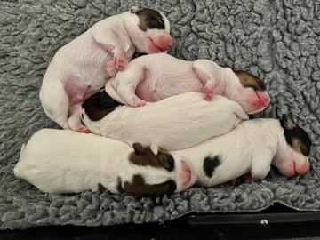 Available Soon Jack Russell Terriers