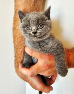 Available Now 5x Pedigree British Shorthair Kittens 
