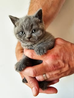 Solid Blue Male Available Now 2x Pedigree British Shorthair Kittens