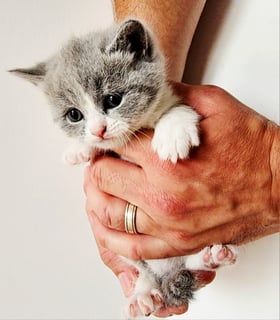 Available Now 3x Pedigree British Shorthair Kittens 
