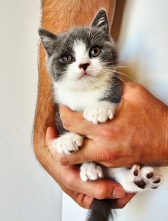 Available Now 1x Gorgeous Pedigree British Shorthair Kitten 