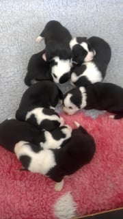 Available Soon Cardigan Corgi