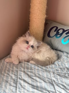 Available Soon BLUE BICOLOUR RAGDOLL