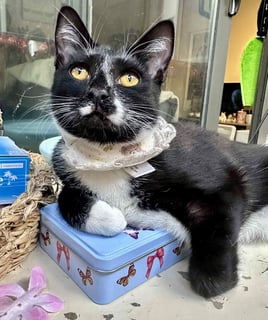 For Adoption Dot Kusama - Friendly and Gorgeous For Adoption Dot Kusama - Friendly and Gorgeous