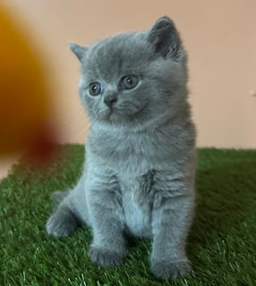 Available Now British Shorthair Kittens