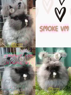 Available Now Purebred English Angora bunny rabbit Available Now Purebred English Angora bunny rabbit