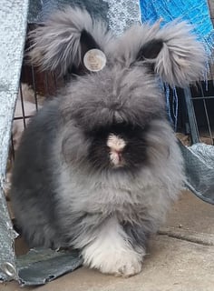 Available Now Purebred English Angora bunny rabbit Available Now Purebred English Angora bunny rabbit
