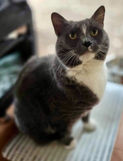 For Adoption Misty Grey - Plump and Precious