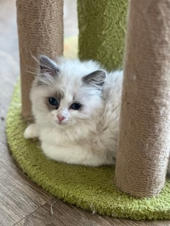 Available Now Ragdoll kitten female blue bi colour 